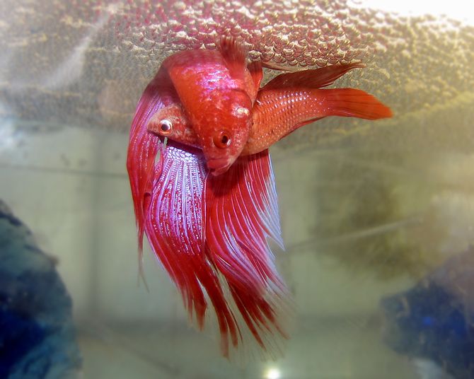 A pair of bettas spawning under a bubble nest....
