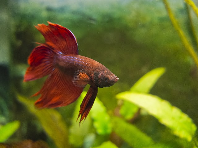 common betta fish diseases