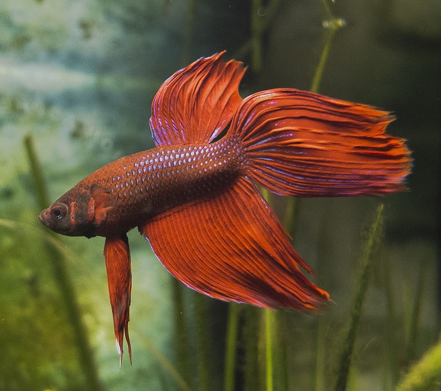 orange male betta fish