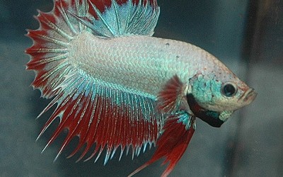 How Long Do Betta Fish Live?