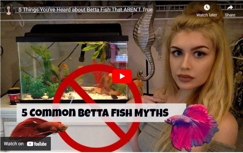 myths about betta fish