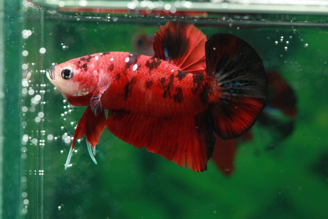 Betta Fish Life Cycle - Betta Fish Care - A Betta Fish Must Read!