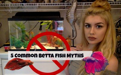 5 Common Betta Fish Myths