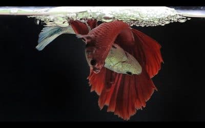 Betta Fish Life Cycle In 3 Minutes