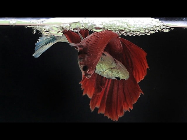 Betta Fish Life Cycle In 3 Minutes