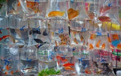 How To Choose A Betta Fish