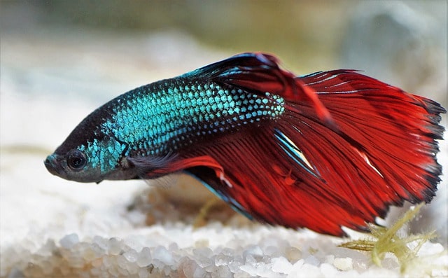 Betta hot sale fish tail