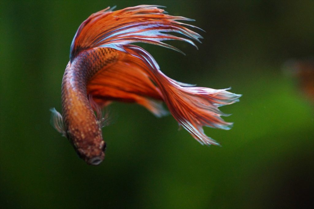 Betta fish care 101 hotsell