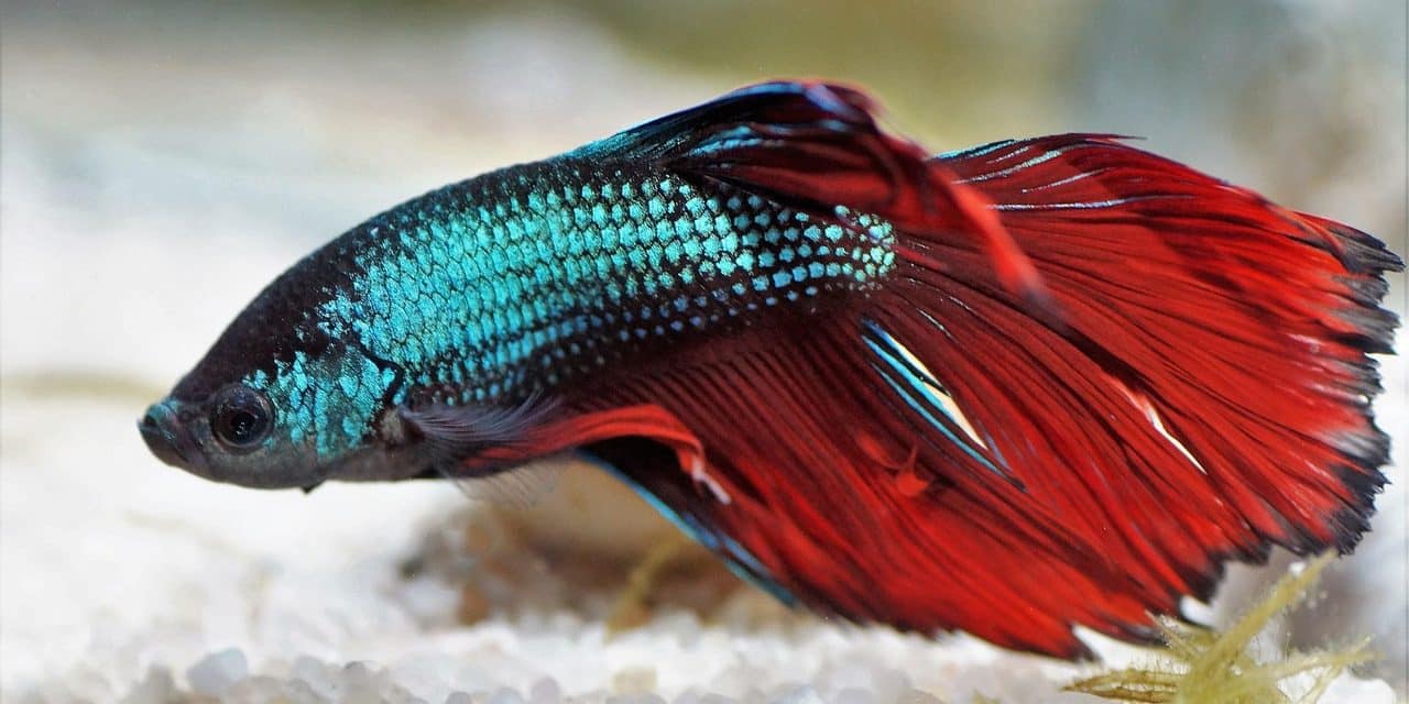 Training Your Betta: Step-by-Step Guide to Teaching Tricks