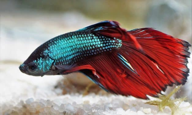Training Your Betta: Step-by-Step Guide to Teaching Tricks